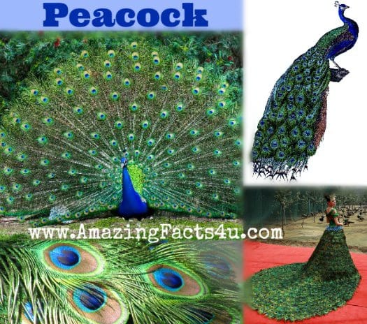 Peacock Amazing Facts