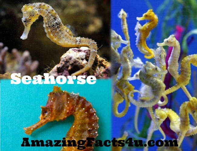 Seahorse Amazing facts