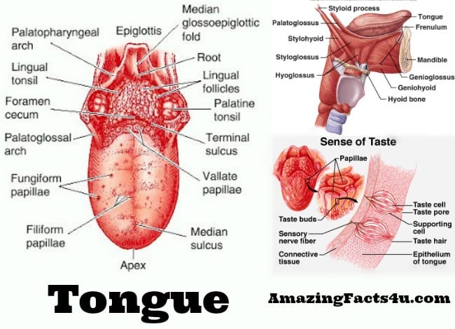 Tongue Amazing facts