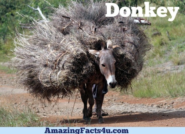 Donkey Amazing facts