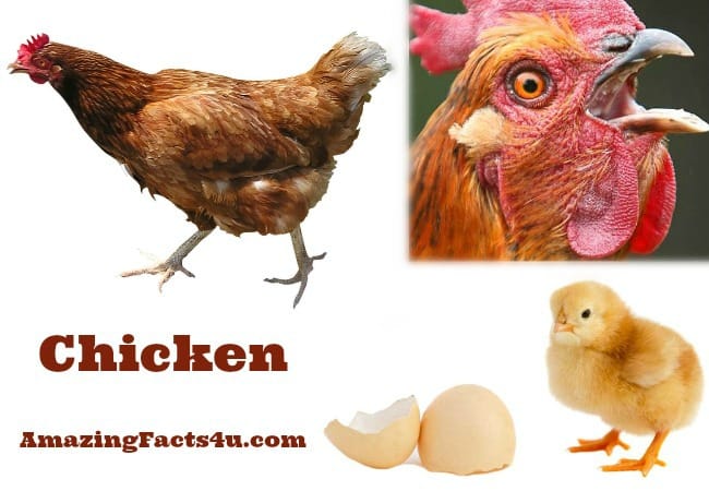 Chicken Amazing facts