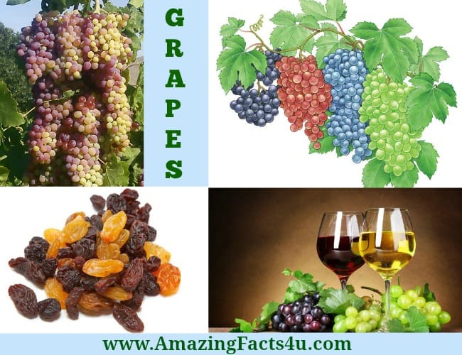 Amazing Facts Grapes