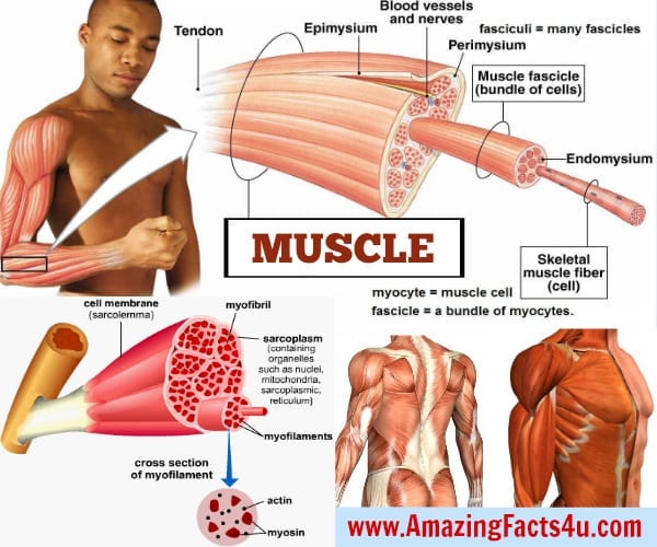 Amazing Facts Muscle
