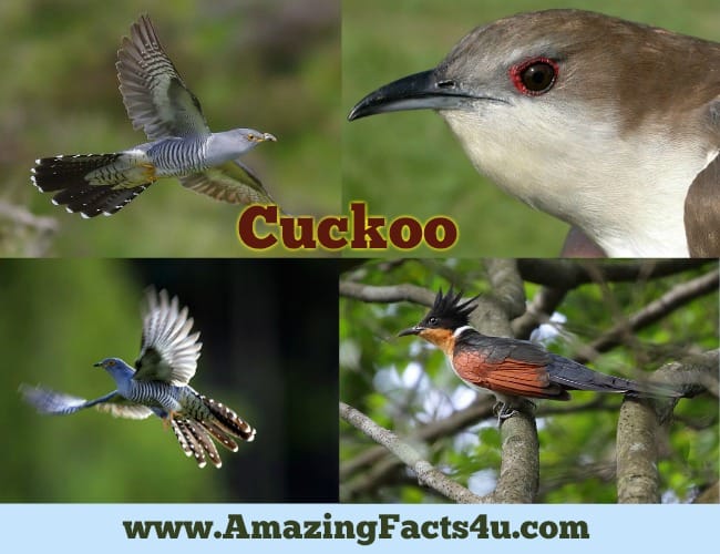 amazing-facts-cuckoo