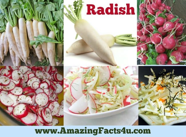Amazing Facts Radish