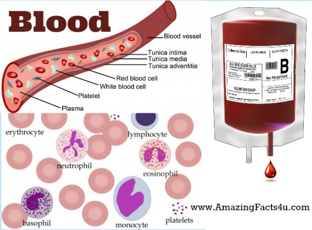 Blood Amazing Facts 4 u