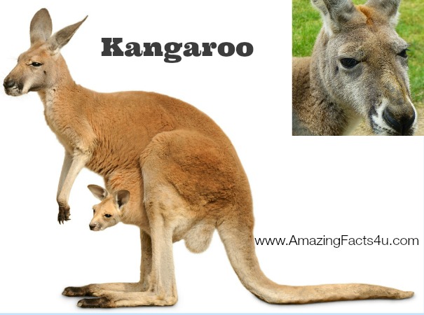 Kangaroo Amazing Facts 4 u