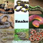 55 Amazing Facts About Snakes | Amazing Facts 4U