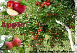 Forget Everything You Know The Amazing Truth About Apples And Citrus - h8supxj