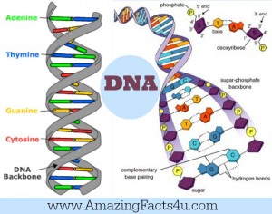 35 Amazing Facts About DNA | Amazing Facts 4U .com