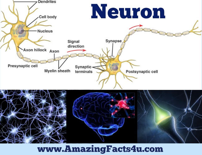 Neuron Amazing Facts 4 u